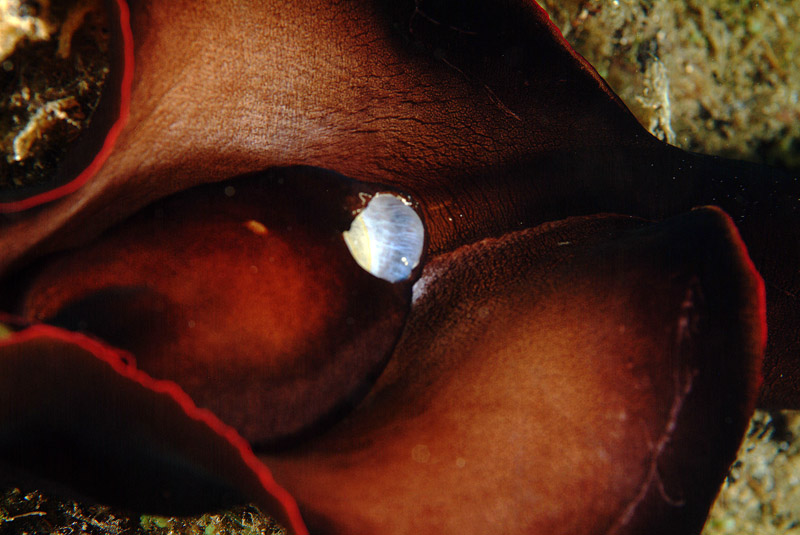 Aplysia sp.